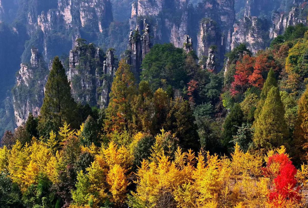 The Tianzi Mountain in Zhangjiajie National Forest Park, Hunan province, transforms into a vibrant tapestry of autumn colors.