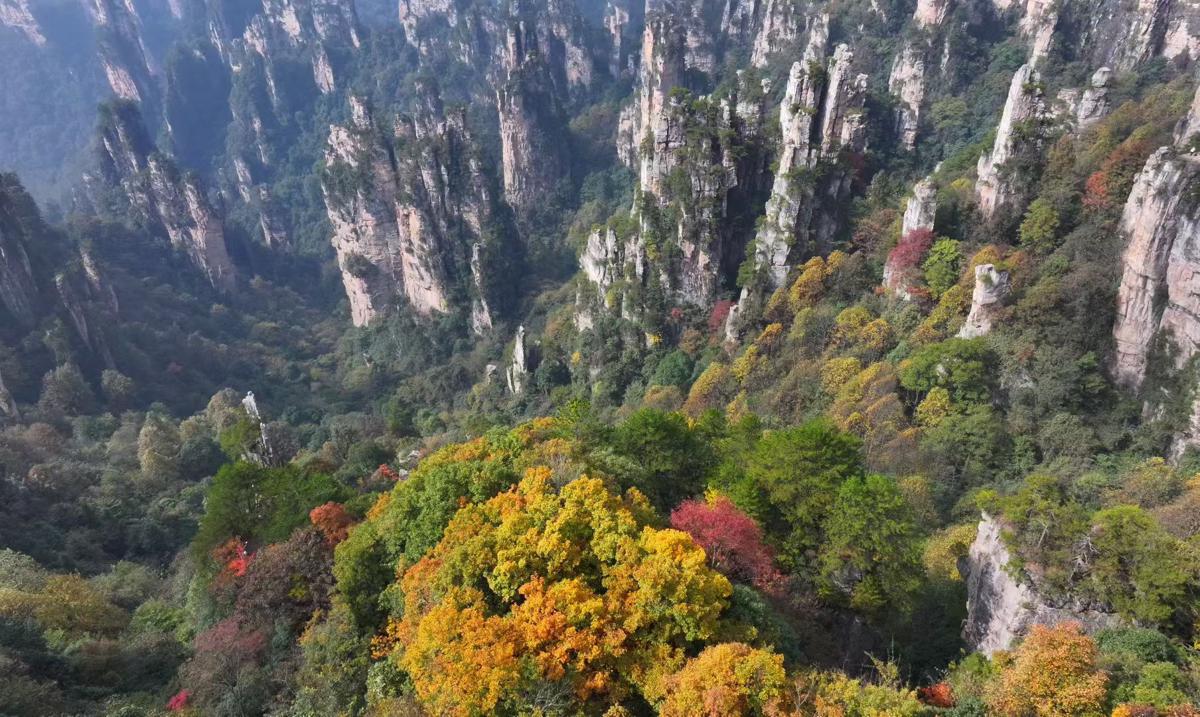 The Tianzi Mountain in Zhangjiajie National Forest Park, Hunan province, transforms into a vibrant tapestry of autumn colors.